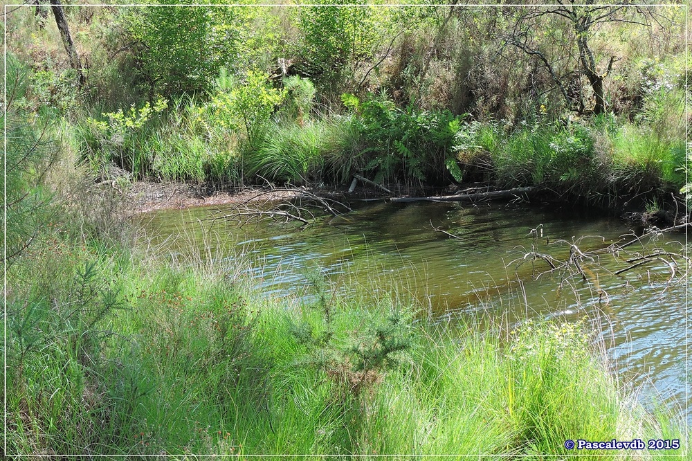 Nouvelle balade au lac du Bousquey - Juillet 2015 - 4/7