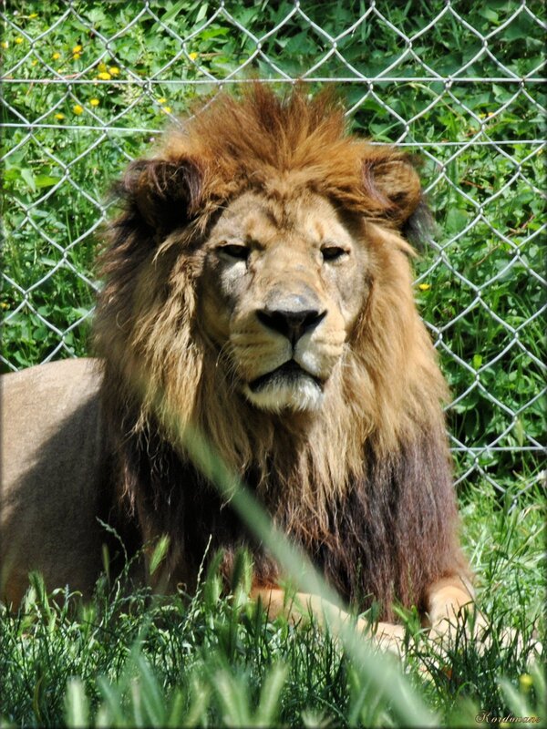 Photo de lion de l'Atlas (zoo des Sables d'Olonne)