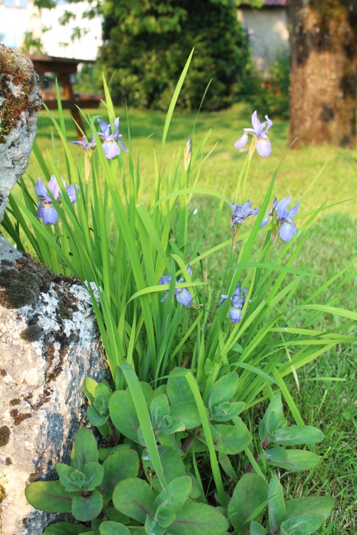 Iris sibirica <3