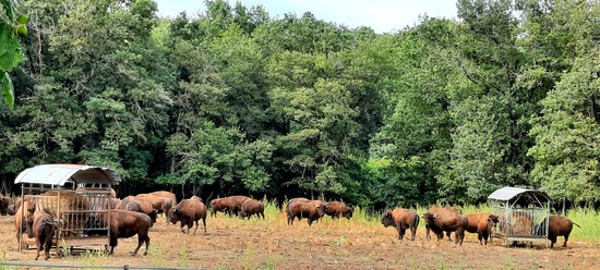 La suite vers Saumur, Valdivienn et ses bisons et la ferme de Grézelade.