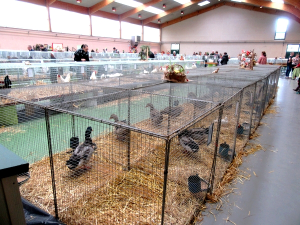 Le salon d'aviculture 20000 en 2018