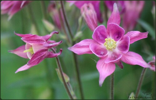 Promenade de fleurs en fleurs(2)