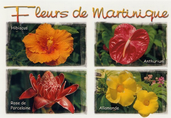 754 - Fleurs de Martinique