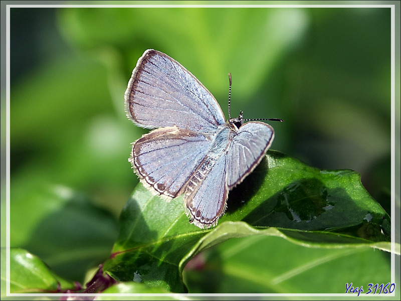 Papillon Cycad bleu, Azuré des sagous, Cupidon des plaines, Plains cupid (Chilades pandava) - Nosy Sakatia - Madagascar