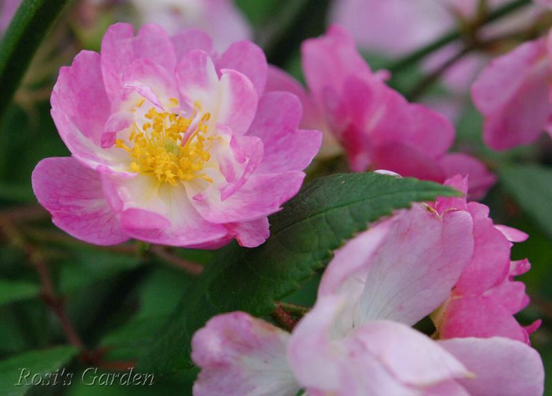 Rosa 'Bouquet Rose'