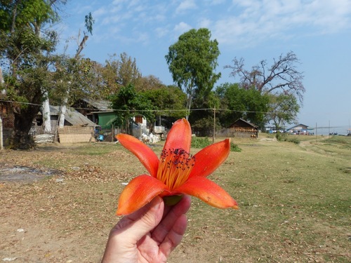 arrivée à Mingun à 15 km de Mandalay;