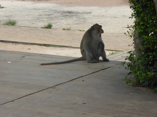 J13, Angkor Wat, Siem Reap, Cambodge