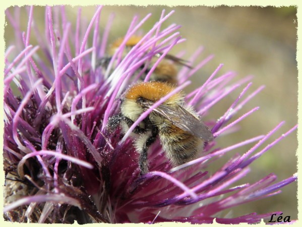 P8143219 Bombus pascuorum