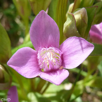 Gentianella campestris  - gentiane champêtre