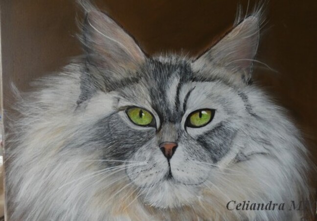 Maine Coon 2