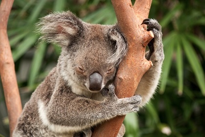 Pourquoi le koala enlace l'arbre ... 