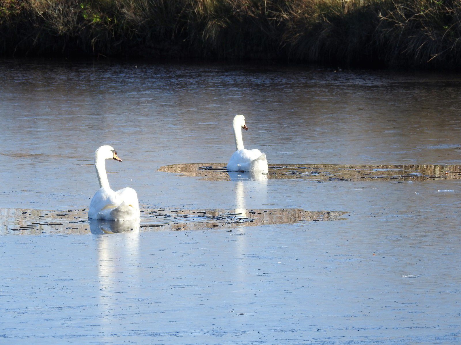 Un petit coin de paradis pour les cygnes...