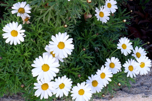 Jolies fleurs blanches 