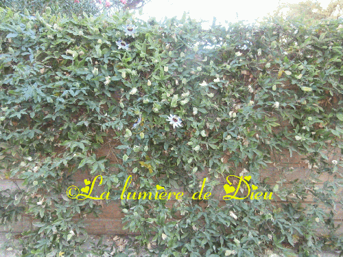 Le symbole des fleurs : la passiflore