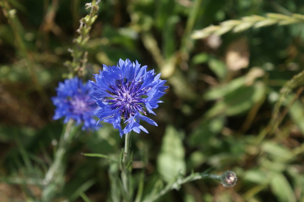 Chez Mildéfis n° 213 une fleur bleue