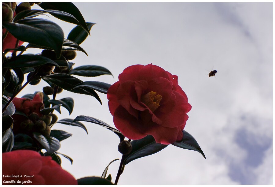 Le camélia du jardin 