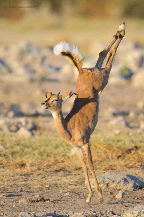 Cartes  Postales  ANIMAUX  Divers  4