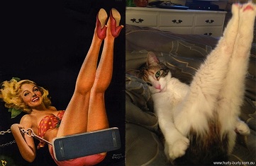 Photos drôles de chats qui posent comme des pin-ups ...