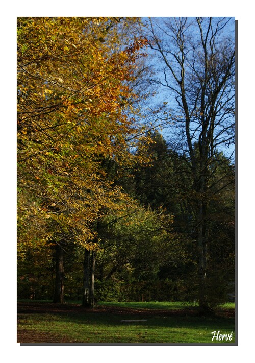 Promenons-nous dans les bois (1).