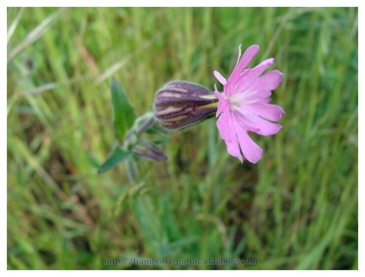 Le silène blanc ou rose