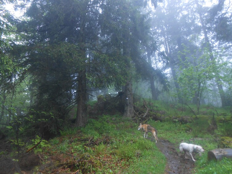 Vosges- vers le Drumont embrumé