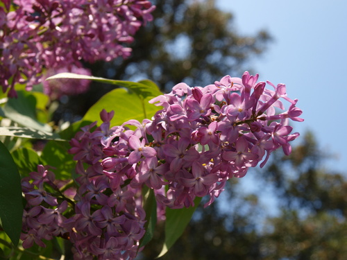 Les fleurs d'été pour la communauté de Bric et de Broc 