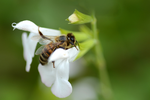 L'abeille du jour