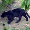 Très agitée, le puma n'est pas loin (1) - Photo : Olivia (Juillet 2015)