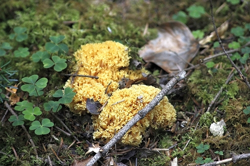 ramaria aurea - clavaire dorée (comestible jeune)