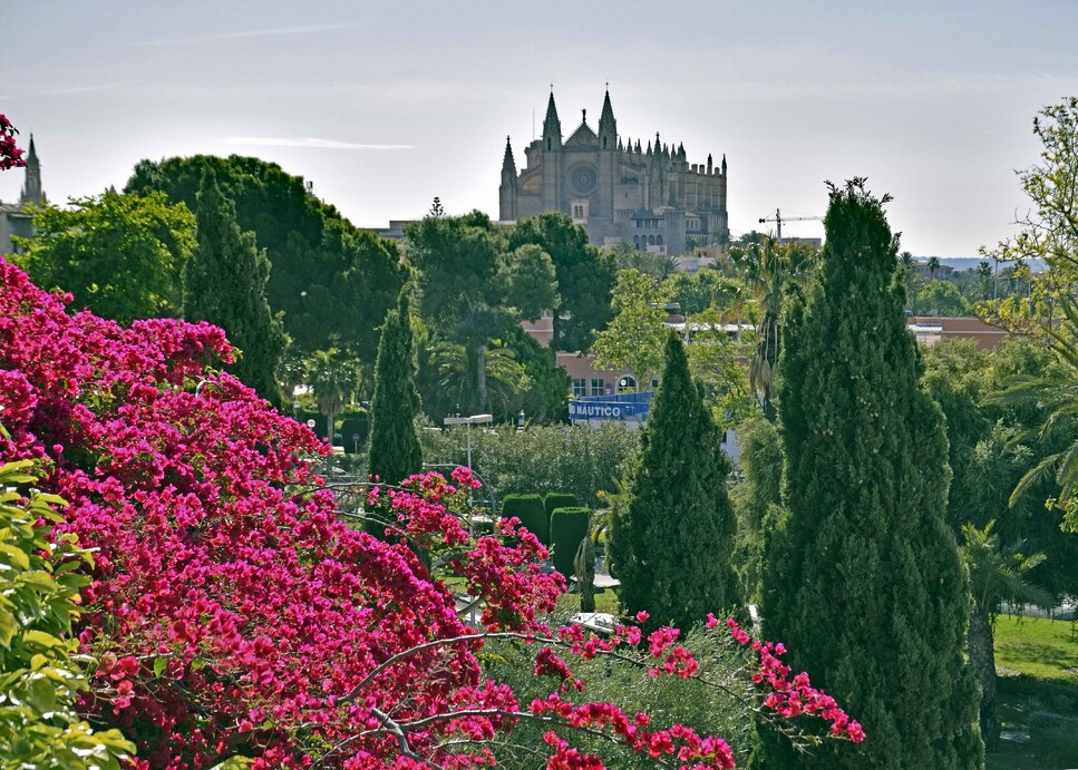 Palma - Bougainvilliers et la cathédrale