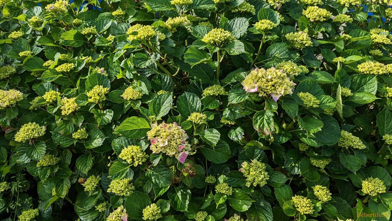 Nos fleurs du jardin - 3