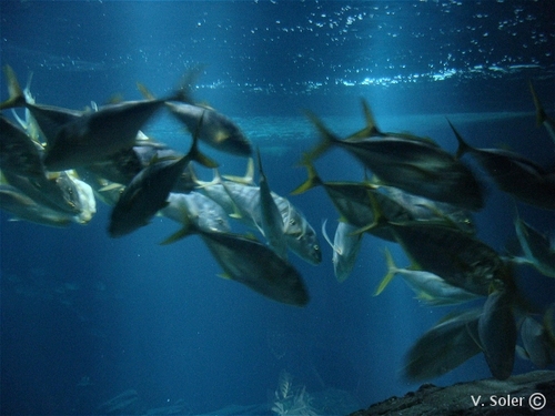 aquarium de paris 水族館