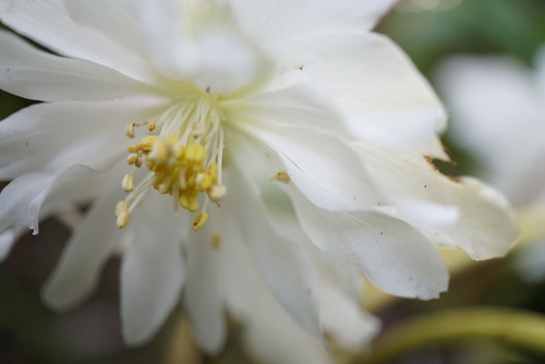 Helleborus niger double fashion