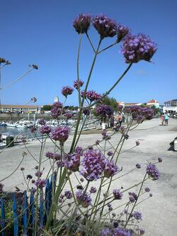 La ronde des fleurs