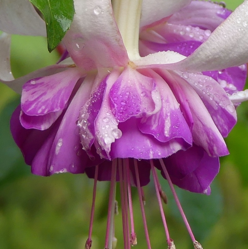 Un mardi d'octobre entre fuchsias et saxifrages...