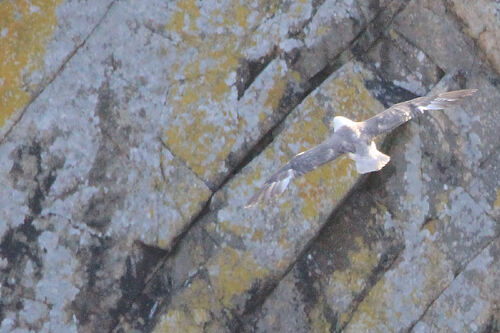 Fulmar Boréal (Northern Fulmar)