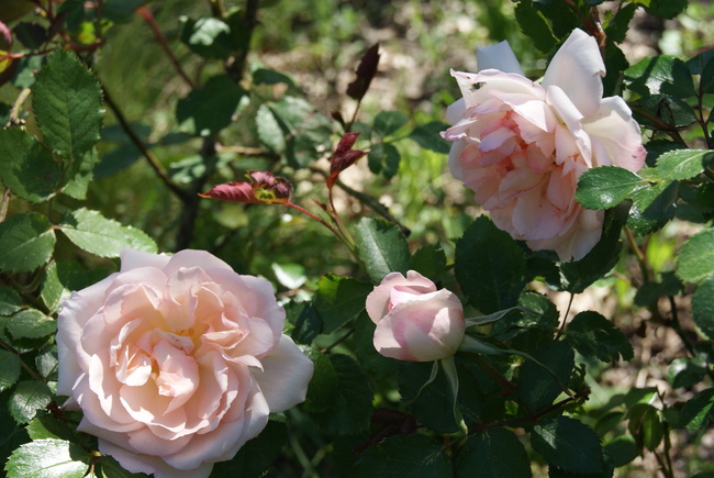 Rosier grimpant polyantha Plume d'ange de Meilland ( Meimaliss )