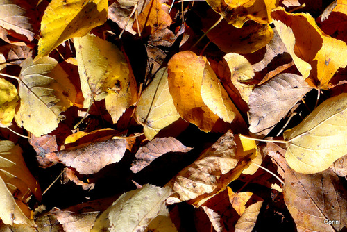 L'automne et les feuilles ...