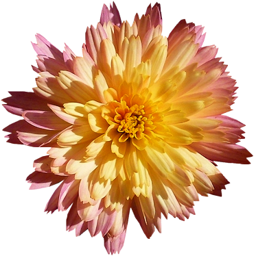 Tubes PNG de fleurs