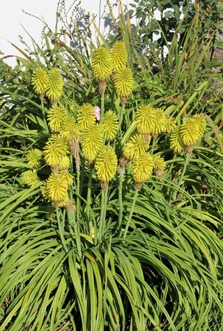 kniphopia jaune citron 'Limelight'