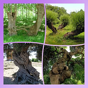 L'arbre.... la richesse de la terre !!!