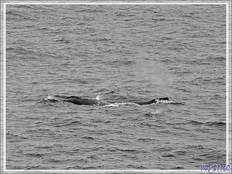 19/02/2022 : le Passage de Drake passé, l'océan s'est calmé. Des baleines sont annoncées. Deux rares baleines bleues puis deux baleines à bosse. Un premier iceberg , au loin, émerge de la brume