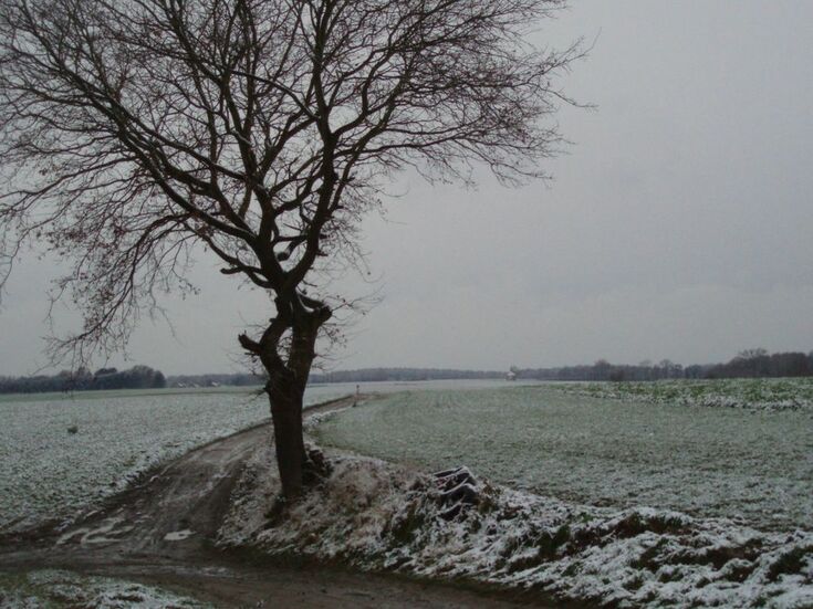 Résultat de recherche d'images pour "arbre dans le lointain"