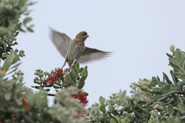 House Finch - Long Beach