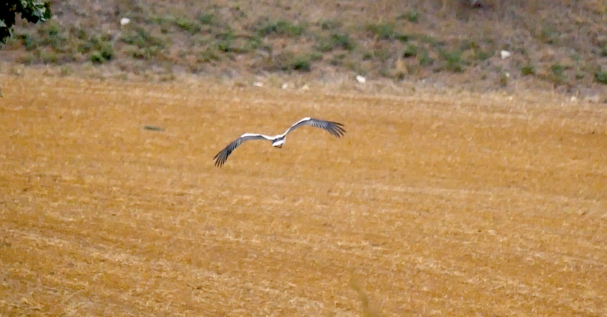 Migration des cigognes blanches
