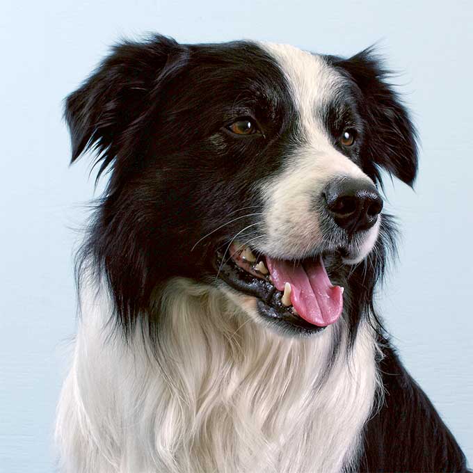 http://animalsbirds.com/wp-content/uploads/2017/03/Animals-Border-Collie-Dog-photos.jpg