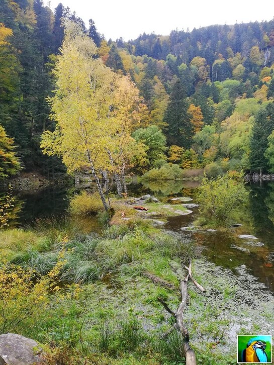 Les  Vosges : Vallée de la Wormsa 1/2