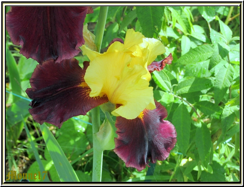 Les iris du jardin