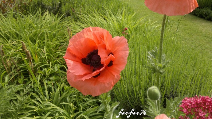                                                                                                                                   Les jolis pavots dans le parc