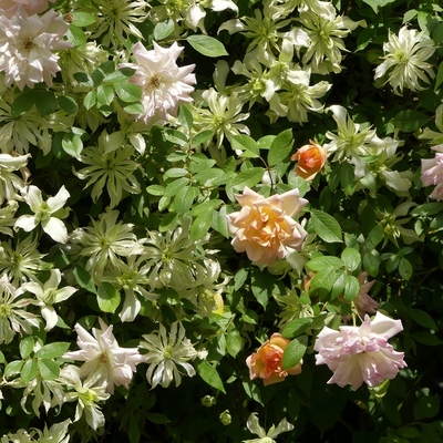 De mai à juin, les roses entre autres choses : Jenny Keay et Phillys Bide...